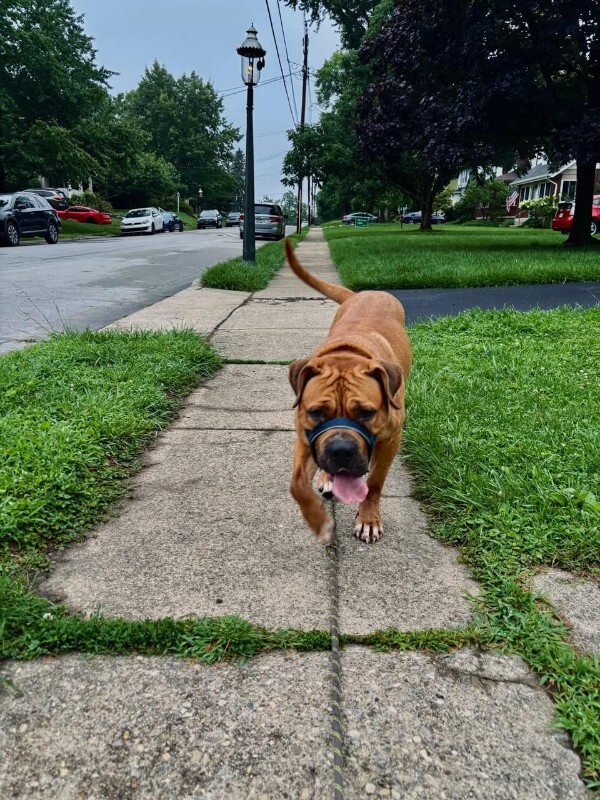 View Speed Limit the Dog Photo #17