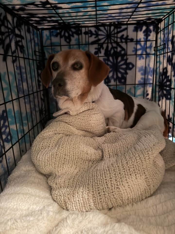 View Ms. Mam the Dog Photo #2