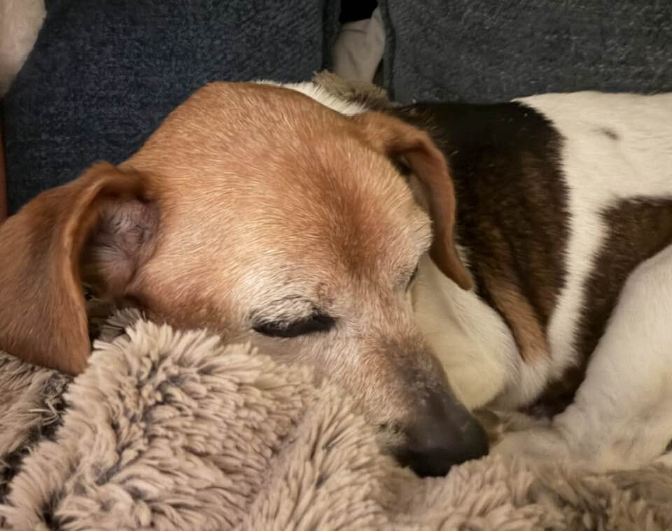 View Ms. Mam the Dog Photo #3