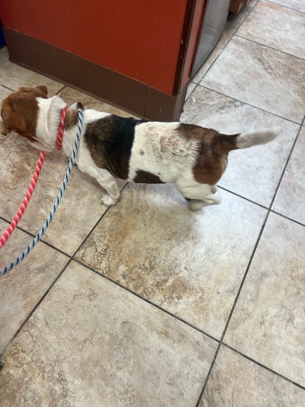 View Ms. Mam the Dog Photo #6