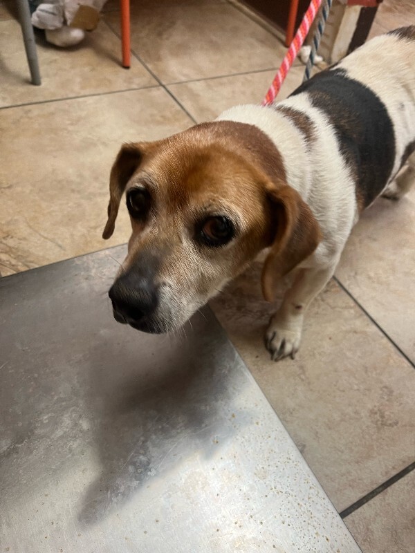 View Ms. Mam the Dog Photo #4