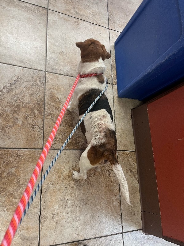 View Ms. Mam the Dog Photo #5