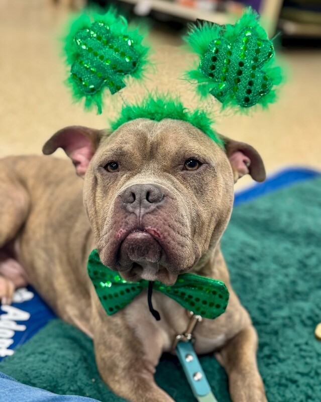 Camp Washington Chili