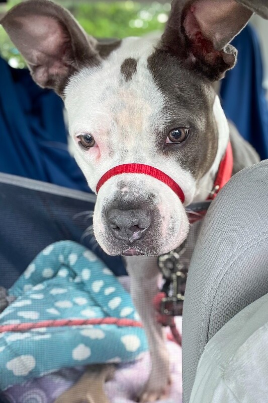 View Etta the Dog Photo #5