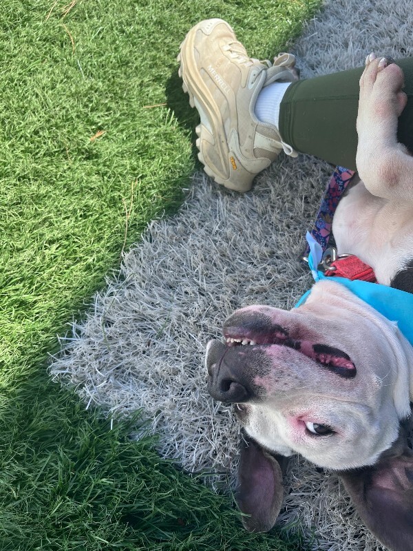 View Etta the Dog Photo #15
