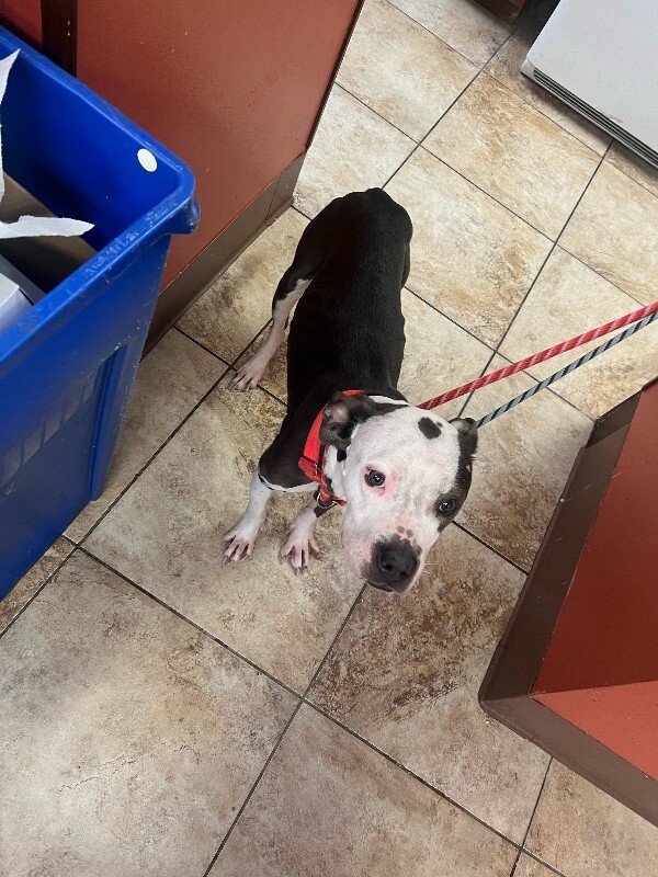 View Etta the Dog Photo #3