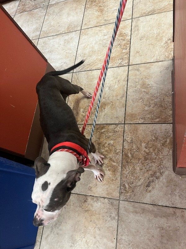 View Etta the Dog Photo #2