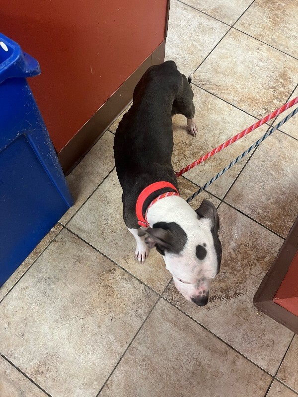 View Etta the Dog Photo #4