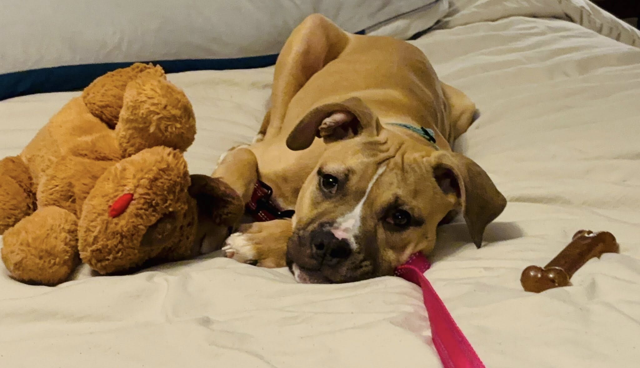 View Mt. Dew the Dog Photo #11