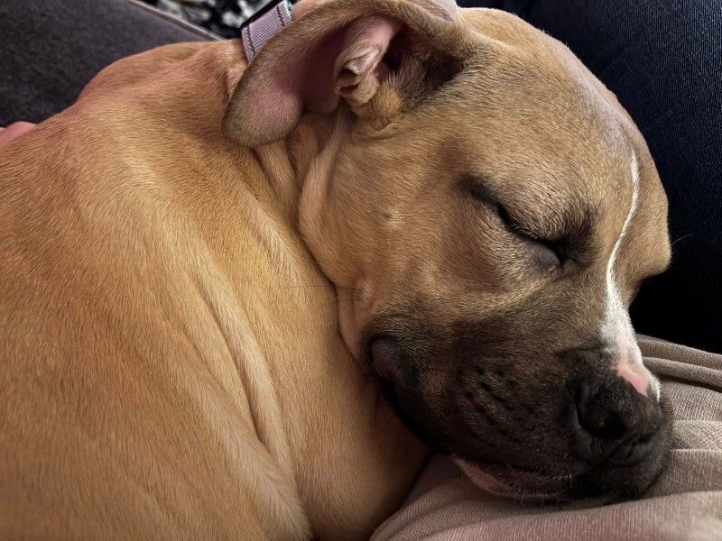 View Mt. Dew the Dog Photo #10