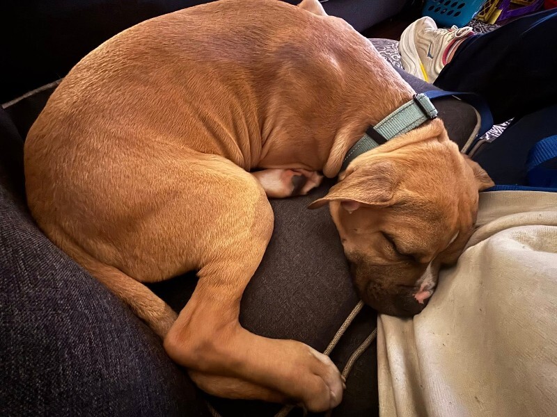 View Mt. Dew the Dog Photo #9