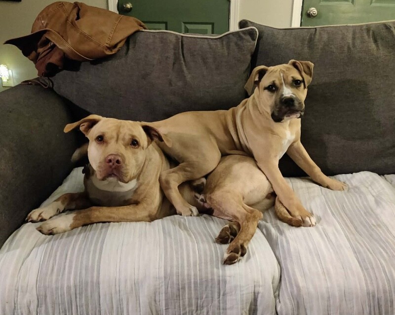 View Mt. Dew the Dog Photo #8