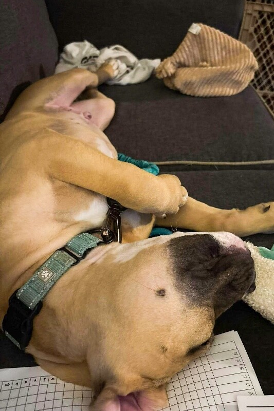 View Mt. Dew the Dog Photo #7