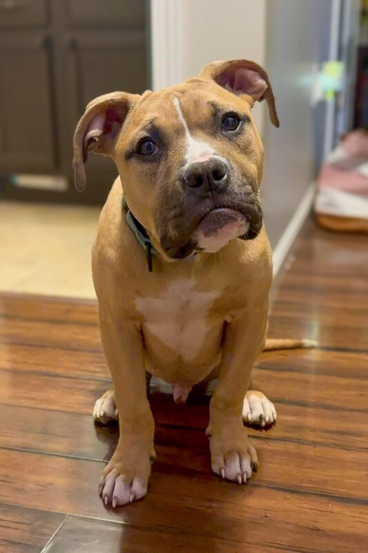 View Mt. Dew the Dog Photo #2