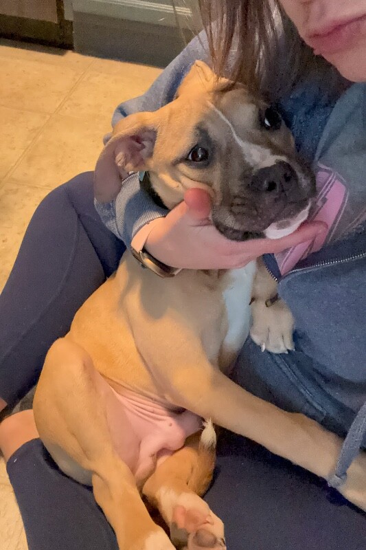 View Mt. Dew the Dog Photo #4