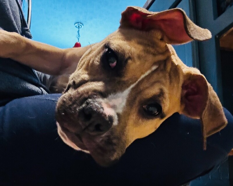 View Mt. Dew the Dog Photo #5