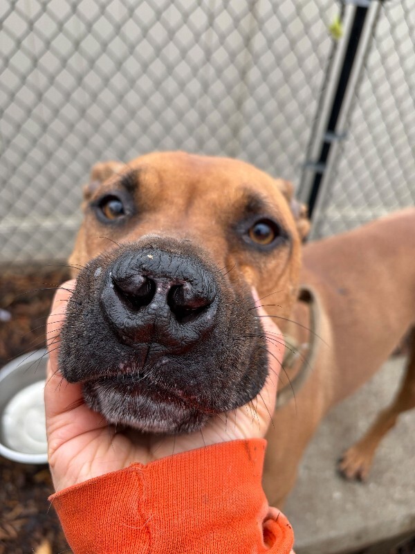 View Kai the Dog Photo #4