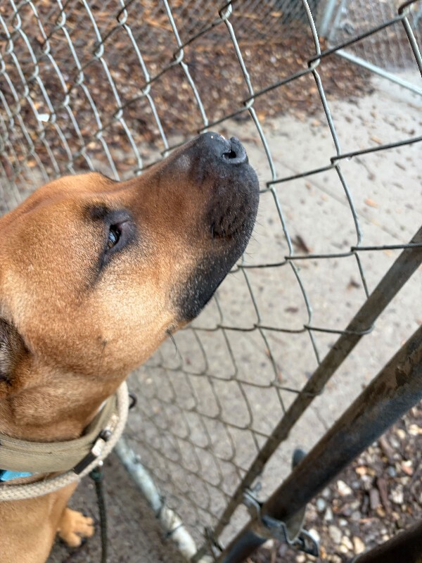 View Kai the Dog Photo #8