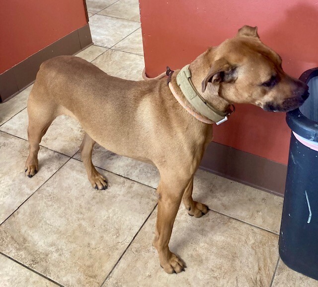 View Kai the Dog Photo #10