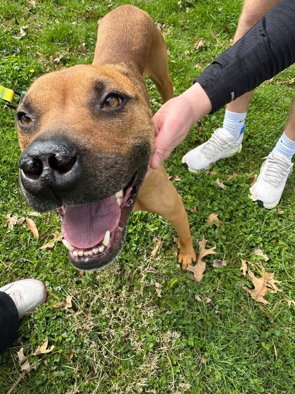 View Kai the Dog Photo #6