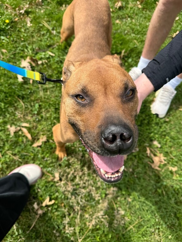 View Kai the Dog Photo #5