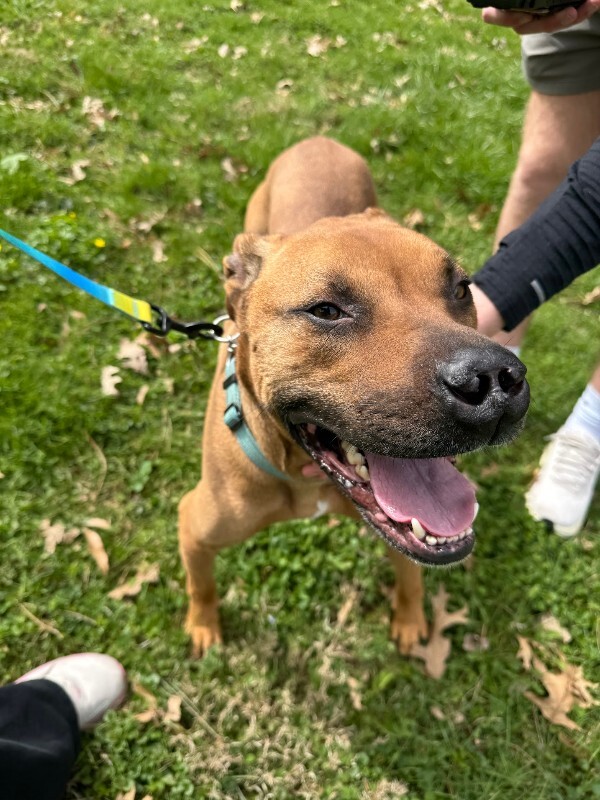 View Kai the Dog Photo #7