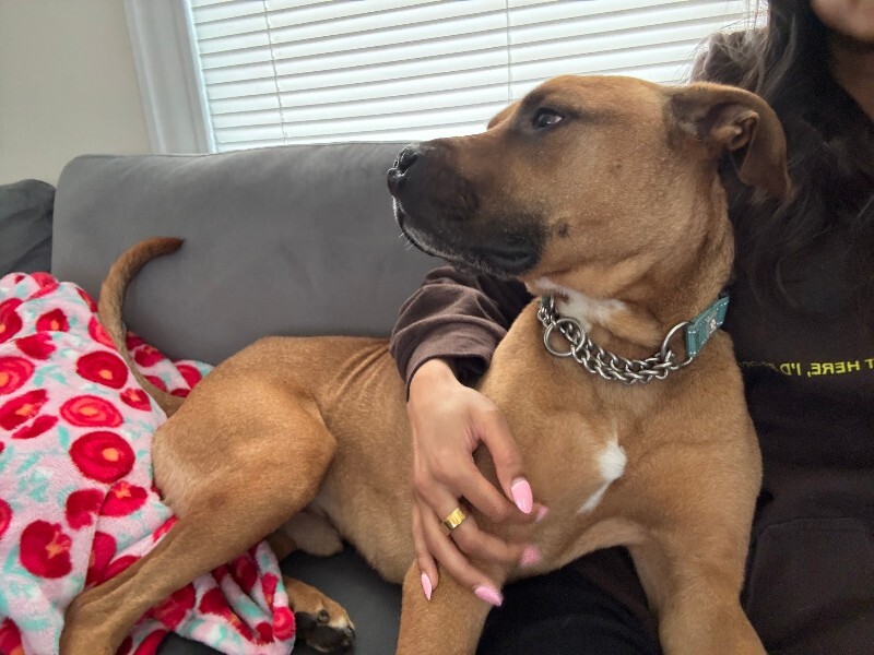 View Kai the Dog Photo #3