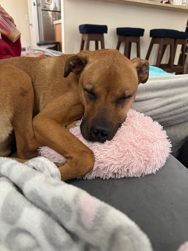 View Kai the Dog Photo #2