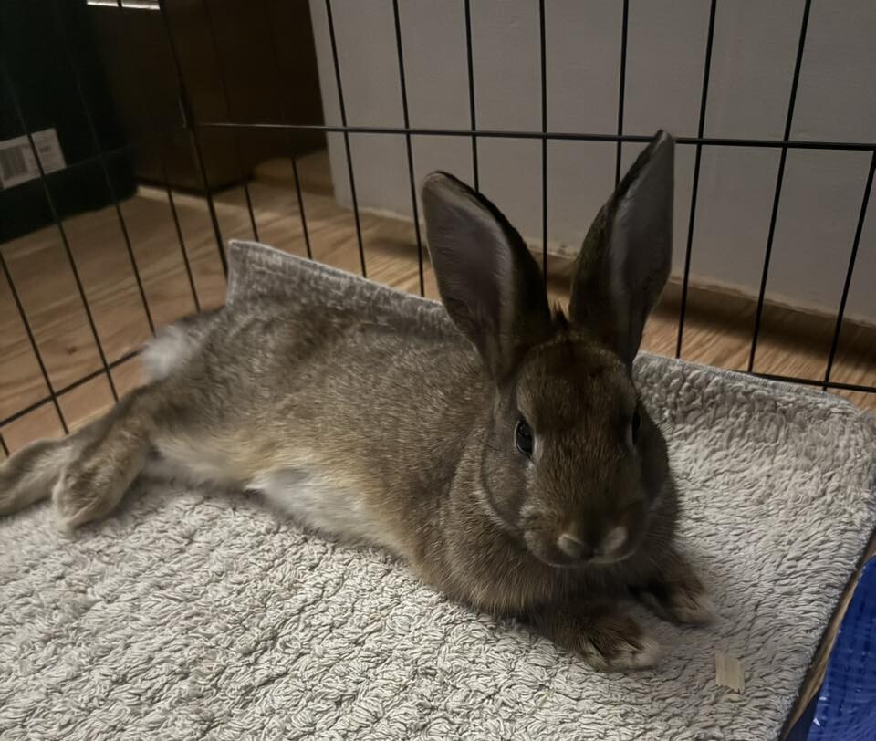 View Roger Rabbit the Rabbit Photo #2