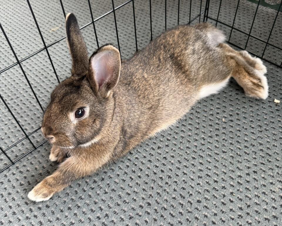Roger Rabbit - Rabbit
