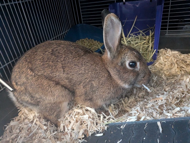 Roger Rabbit - Rabbit