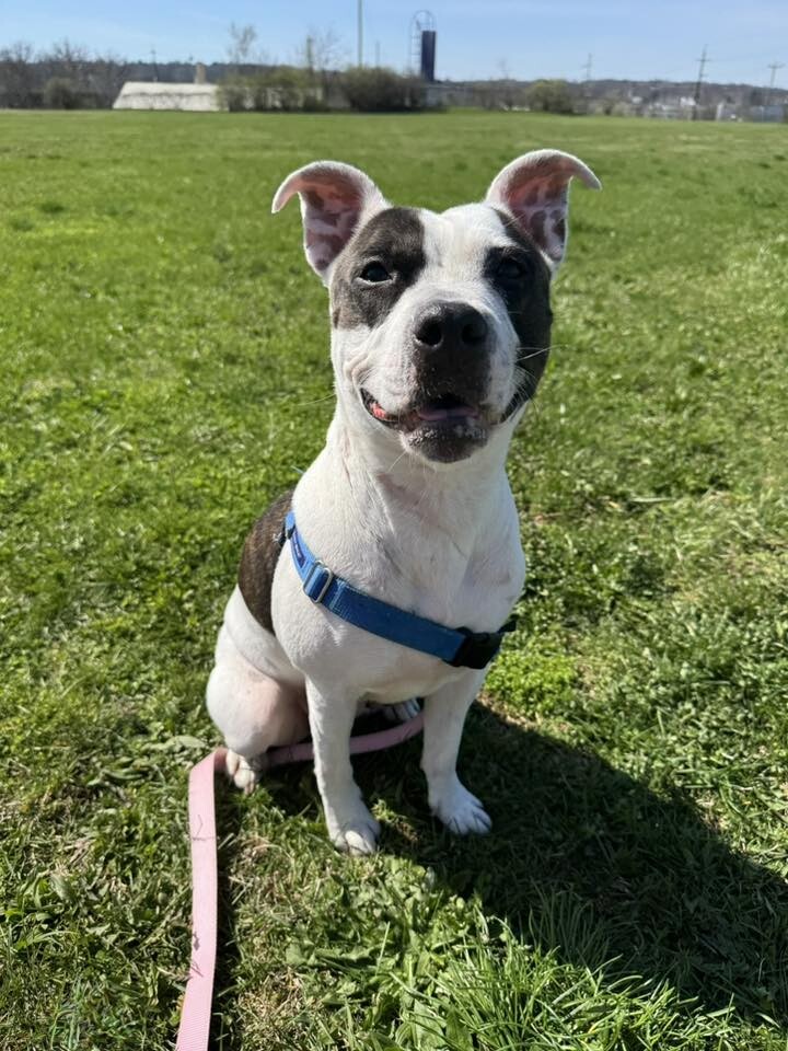 View Sugar the Dog Photo #4