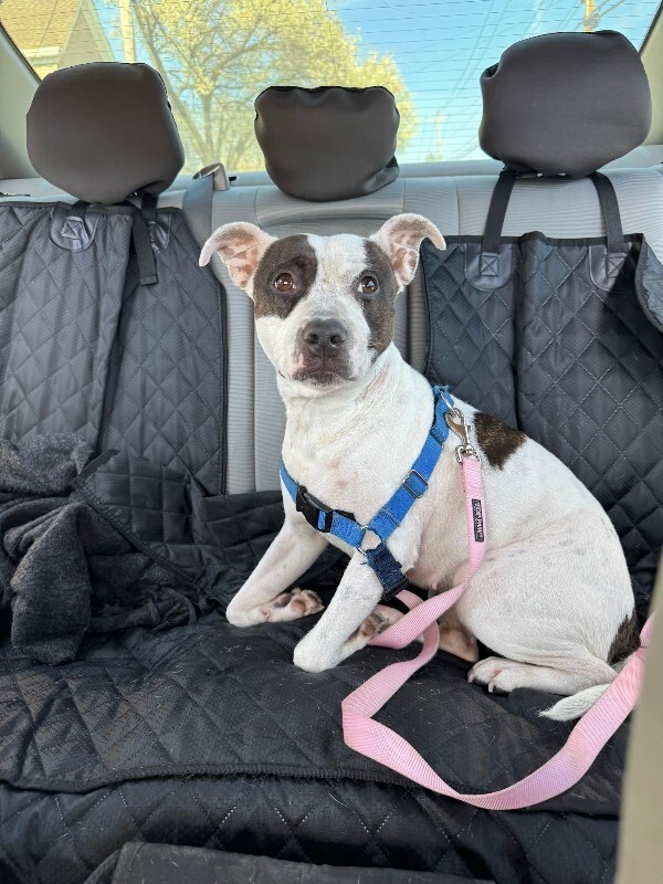 View Sugar the Dog Photo #2