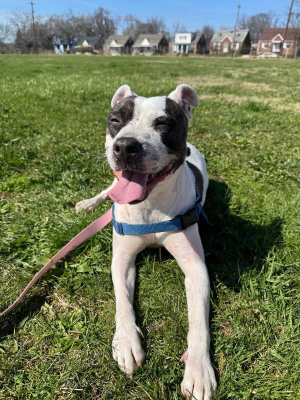 View Sugar the Dog Photo #5