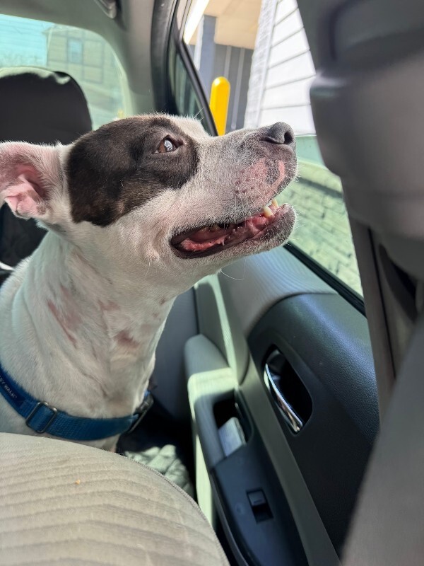 View Sugar the Dog Photo #3