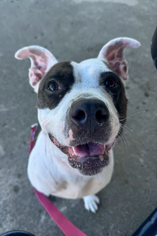 View Sugar the Dog Photo #6