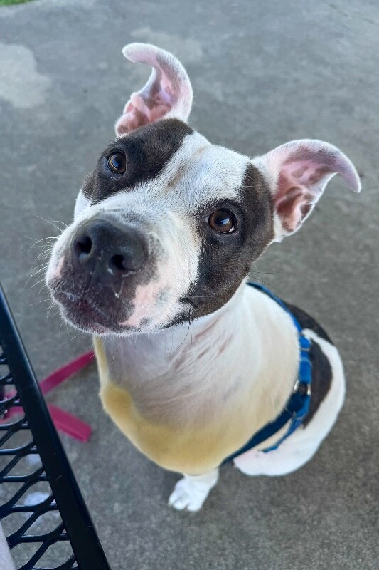 View Sugar the Dog Photo #7