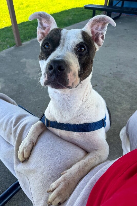 View Sugar the Dog Photo #8