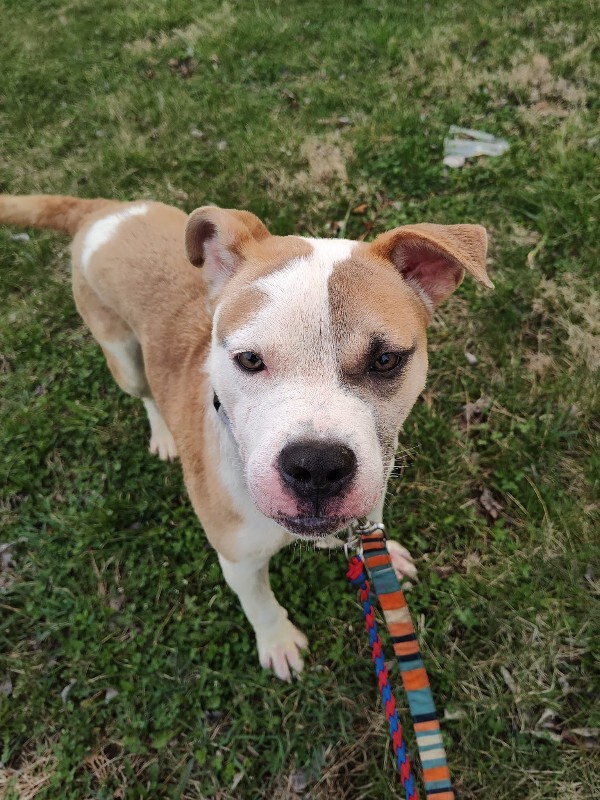 View Gb the Dog Photo #4