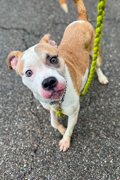 View Gb the Dog Photo #3