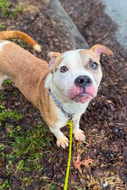 View Gb the Dog Photo #2