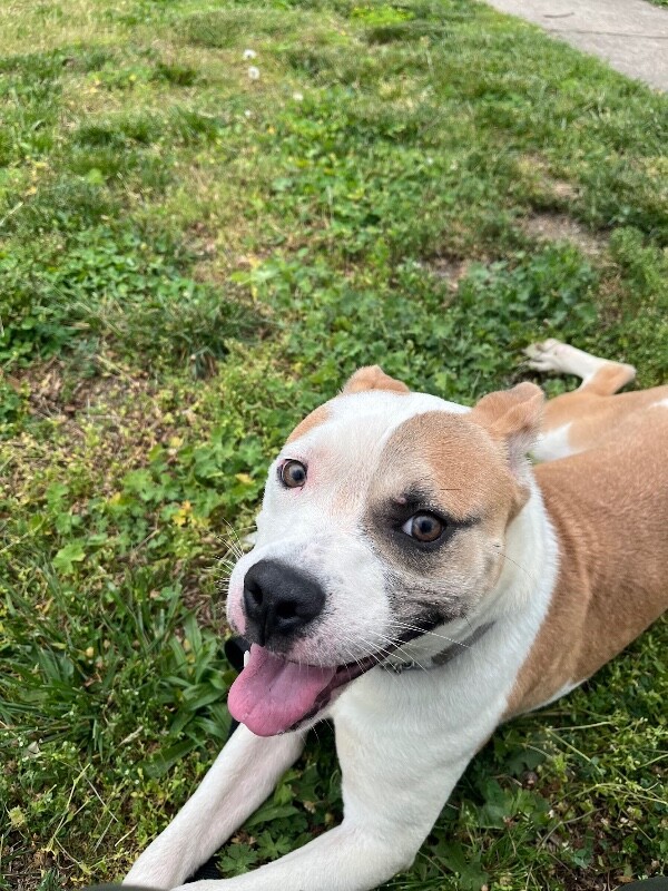 View Gb the Dog Photo #13