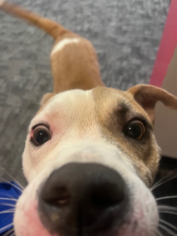 View Gb the Dog Photo #12