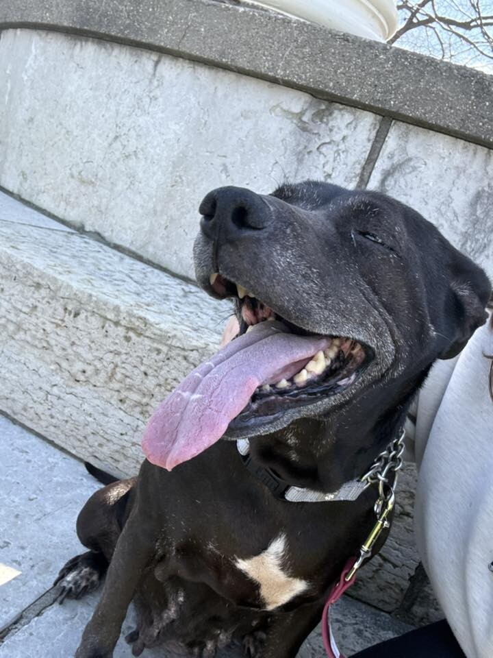 View Avril the Dog Photo #5