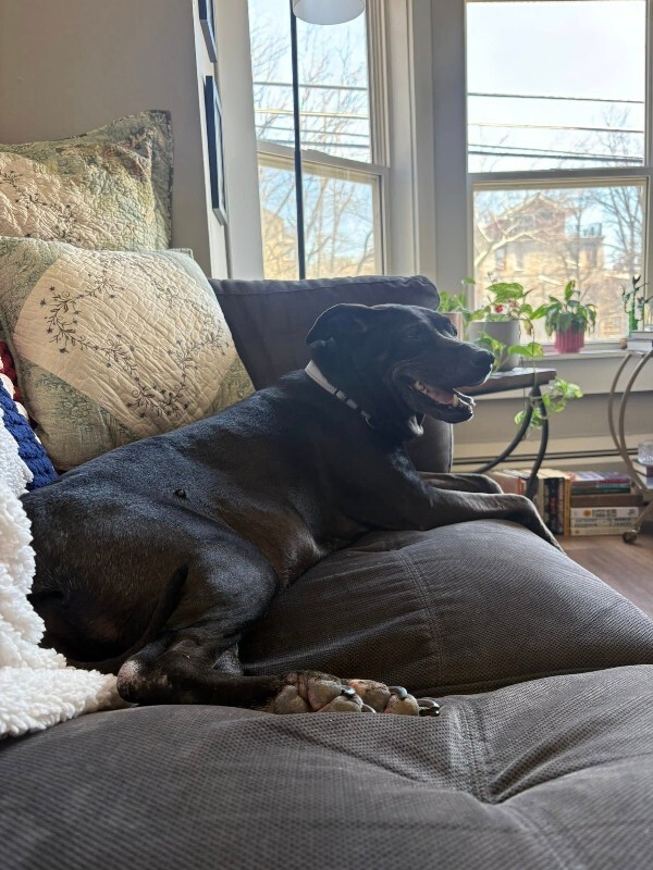 View Avril the Dog Photo #6