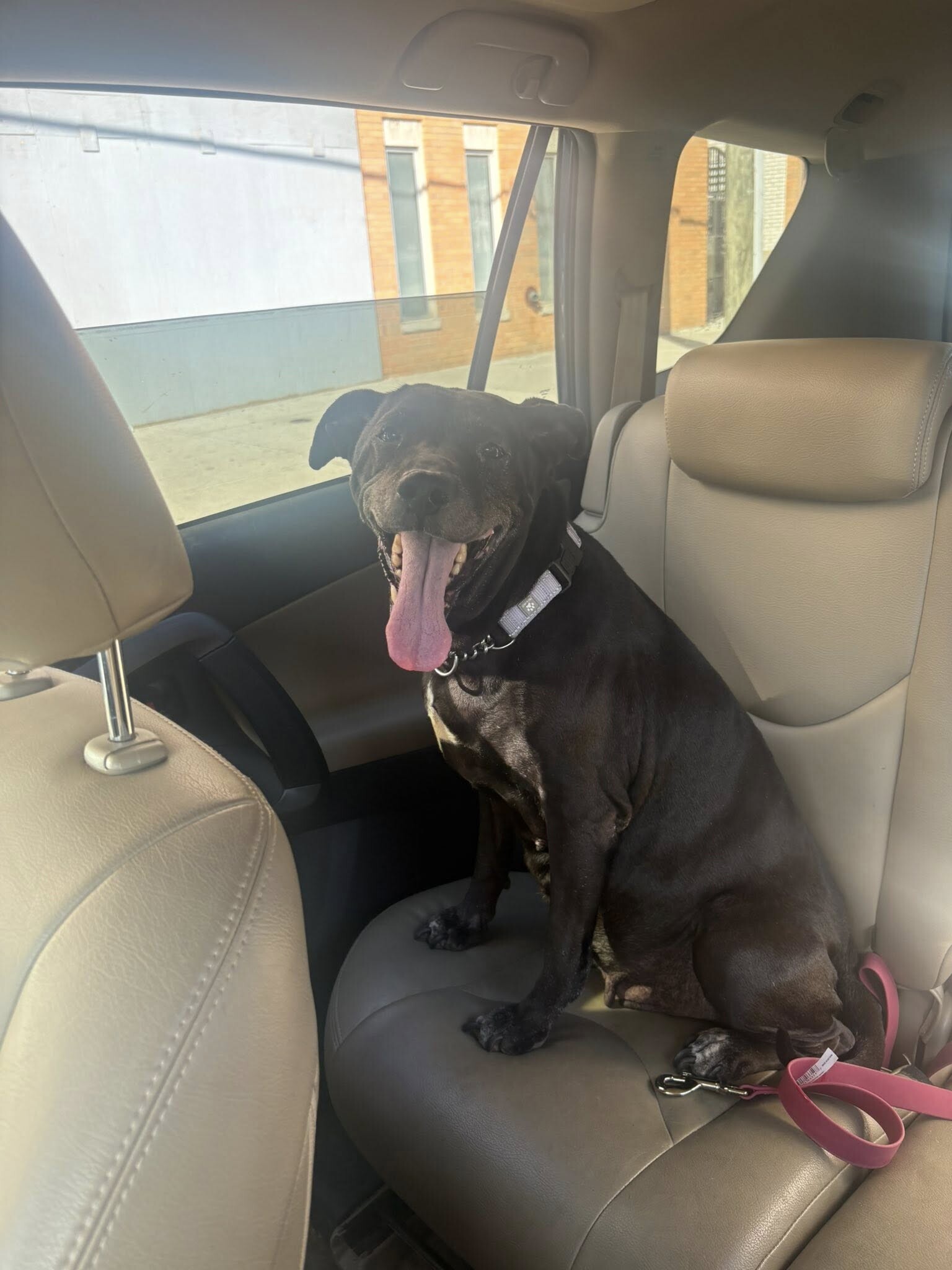 View Avril the Dog Photo #3