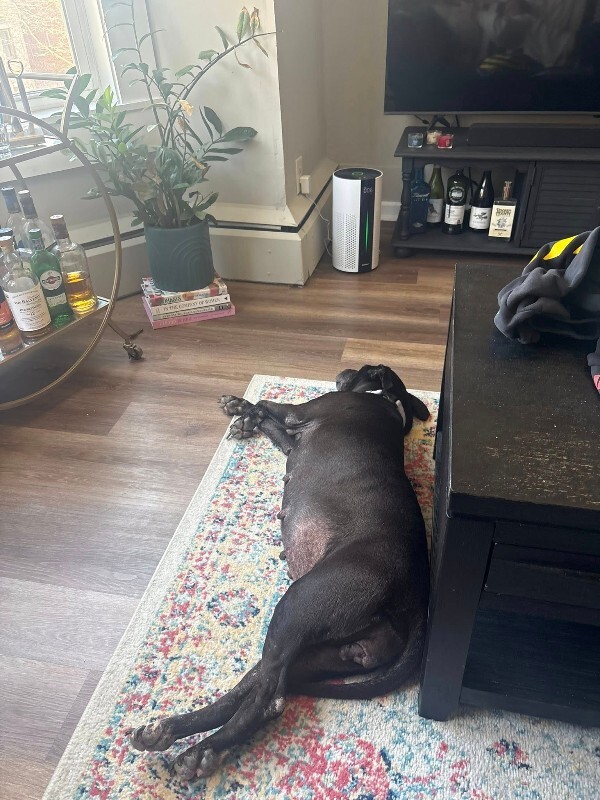 View Avril the Dog Photo #7