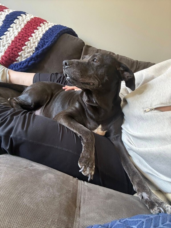 View Avril the Dog Photo #4