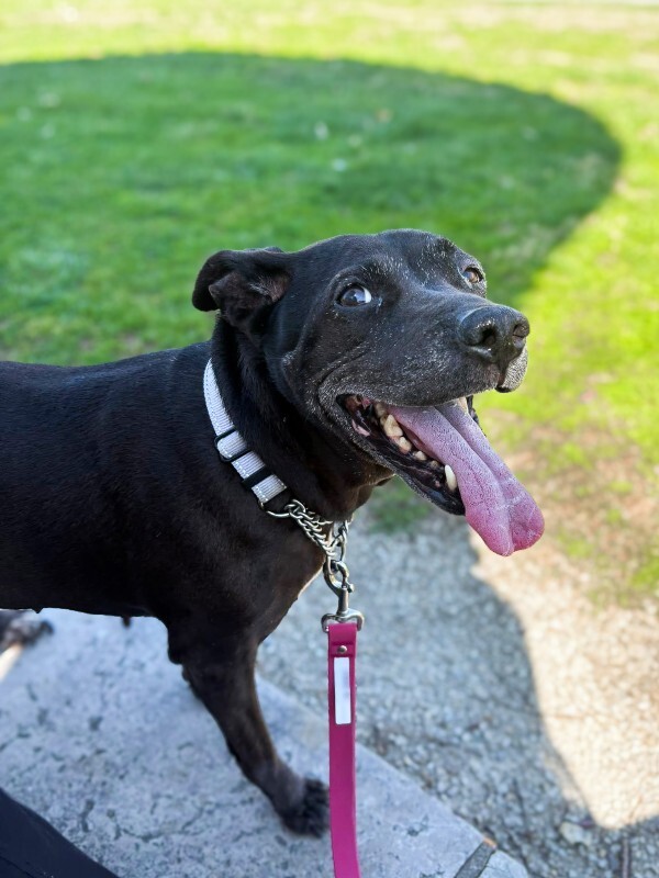 View Avril the Dog Photo #2