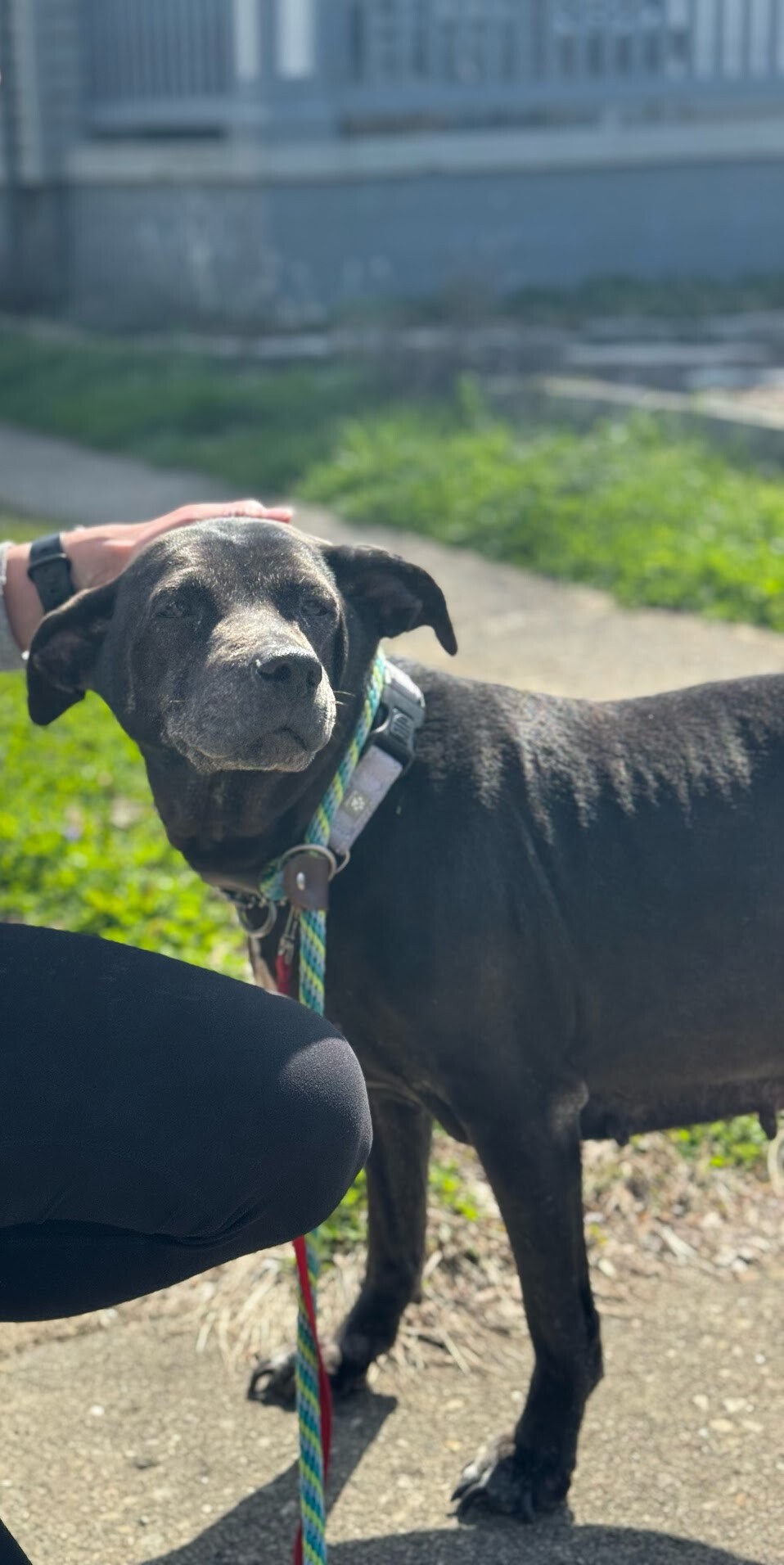 View Avril the Dog Photo #12